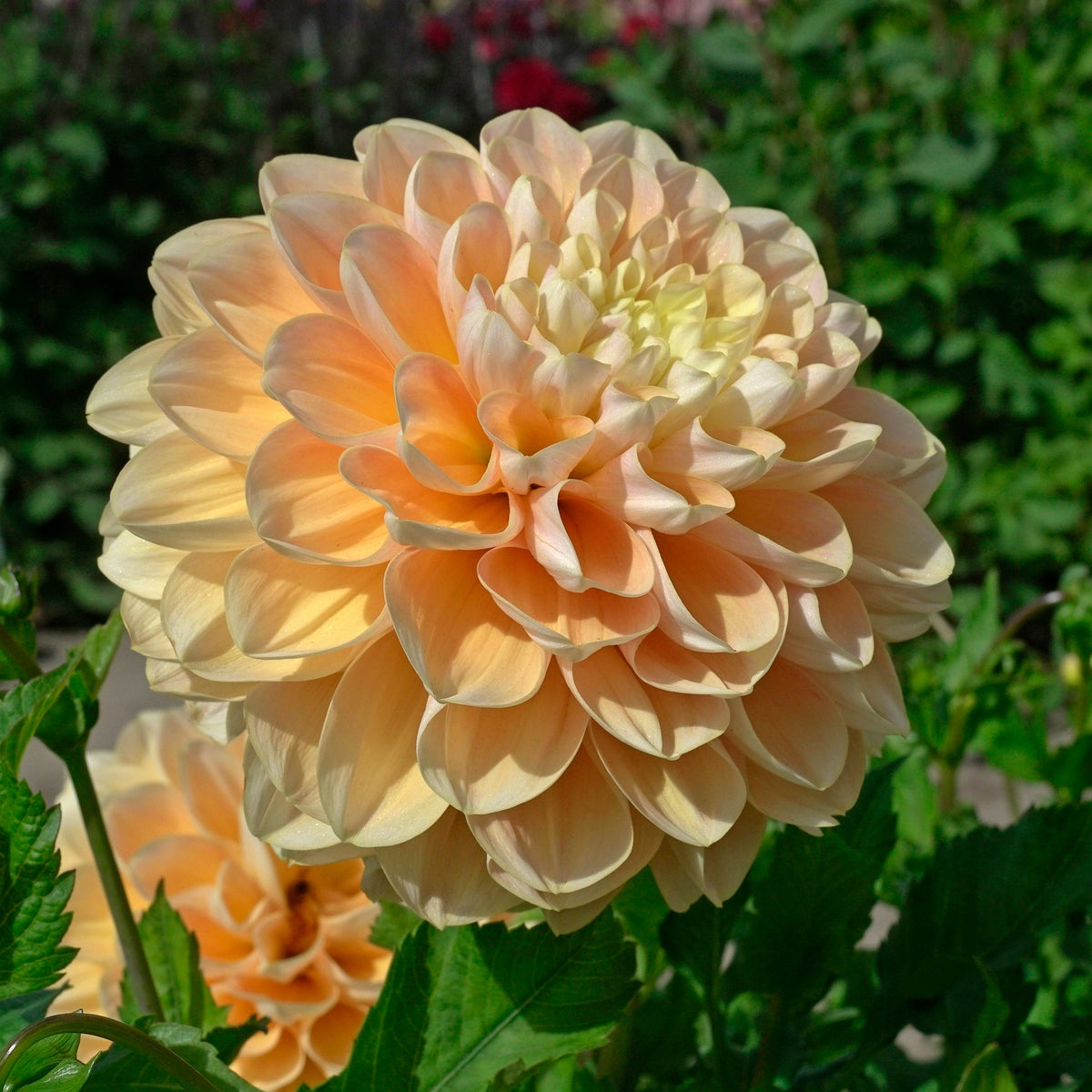 Dahlia Honey Dew - meerkleurige dahlia - Fluwel