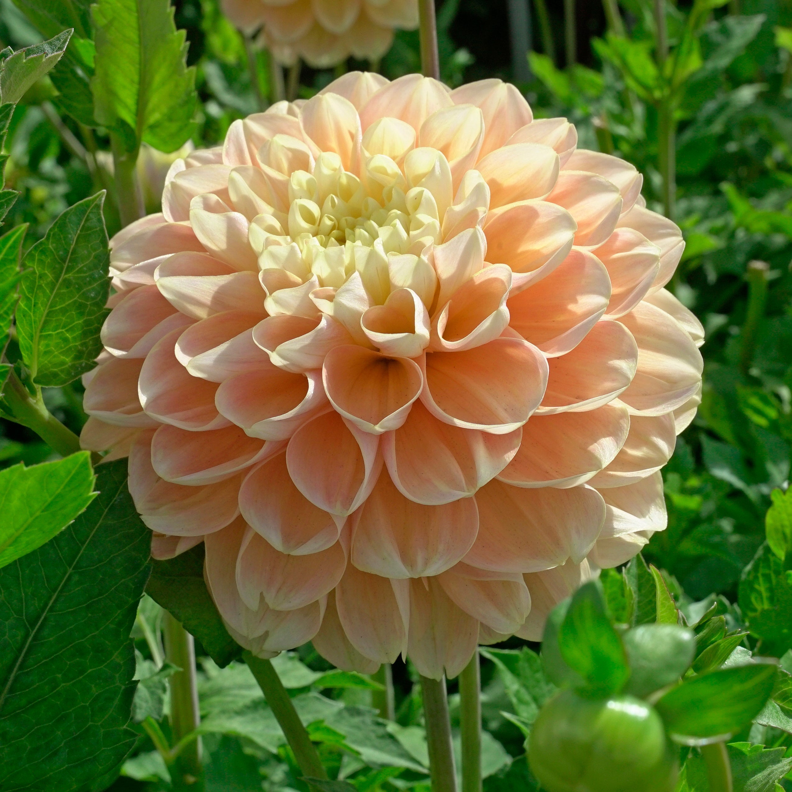 Dahlia Honey Dew - meerkleurige dahlia - Fluwel