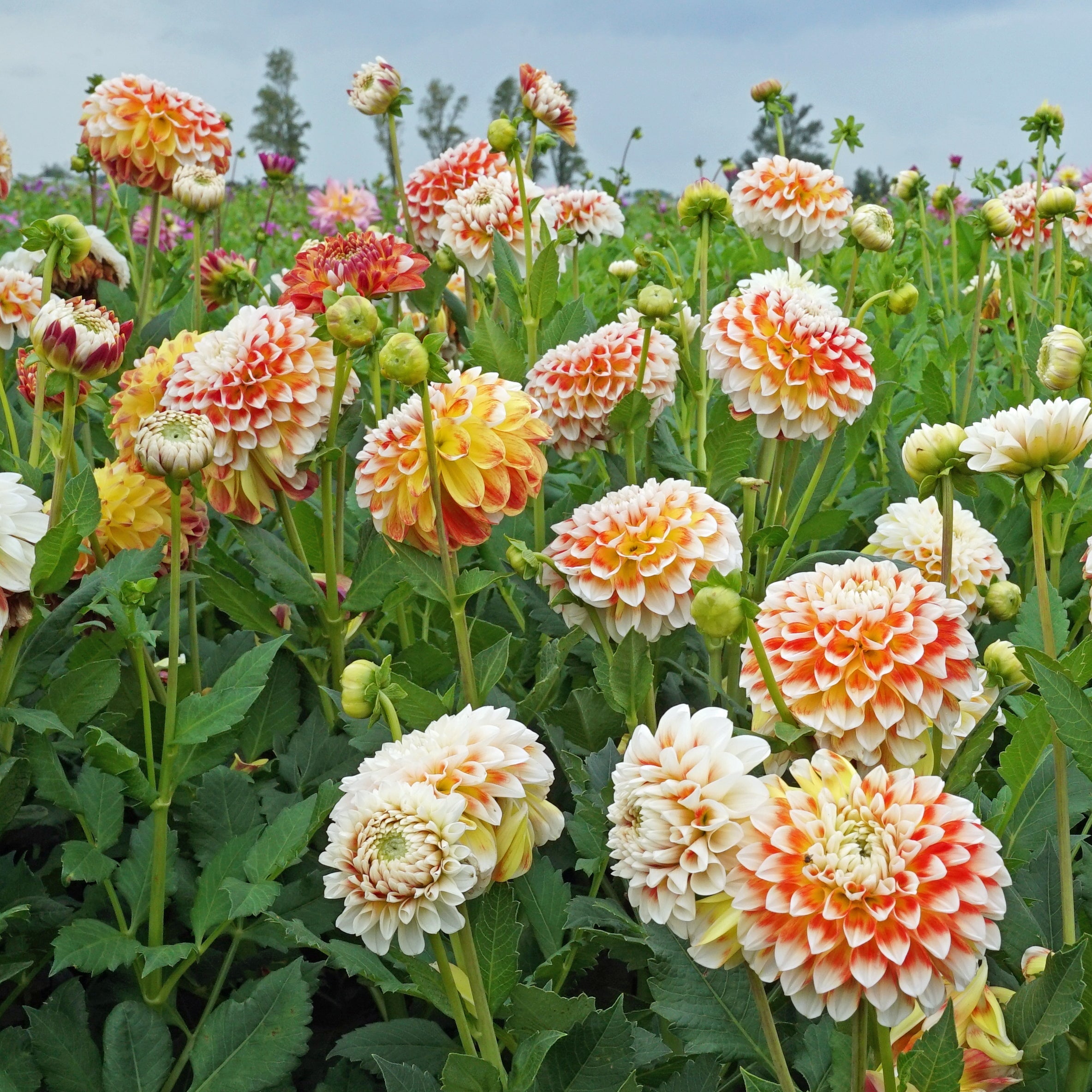 Dahlia Jowey Fantasy - meerkleurige dahlia - Fluwel