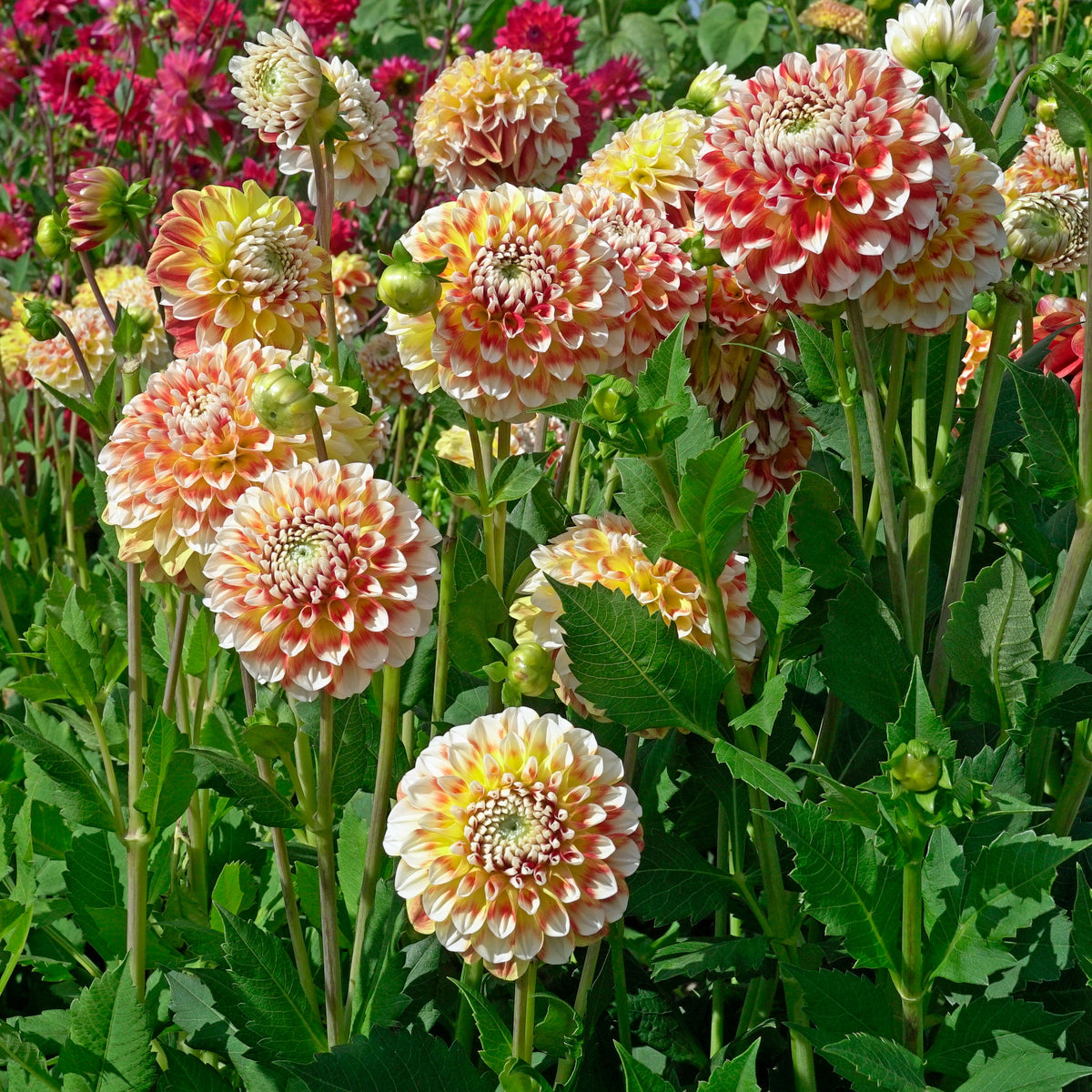 Dahlia Jowey Fantasy - meerkleurige dahlia - Fluwel