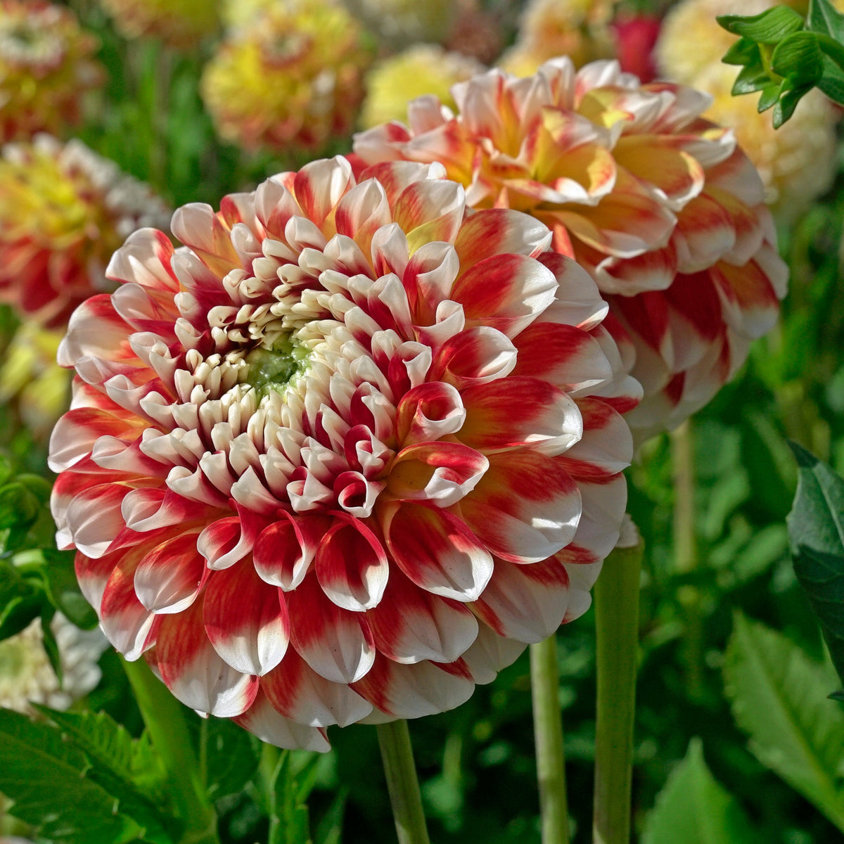 Dahlia Jowey Fantasy - meerkleurige dahlia - Fluwel