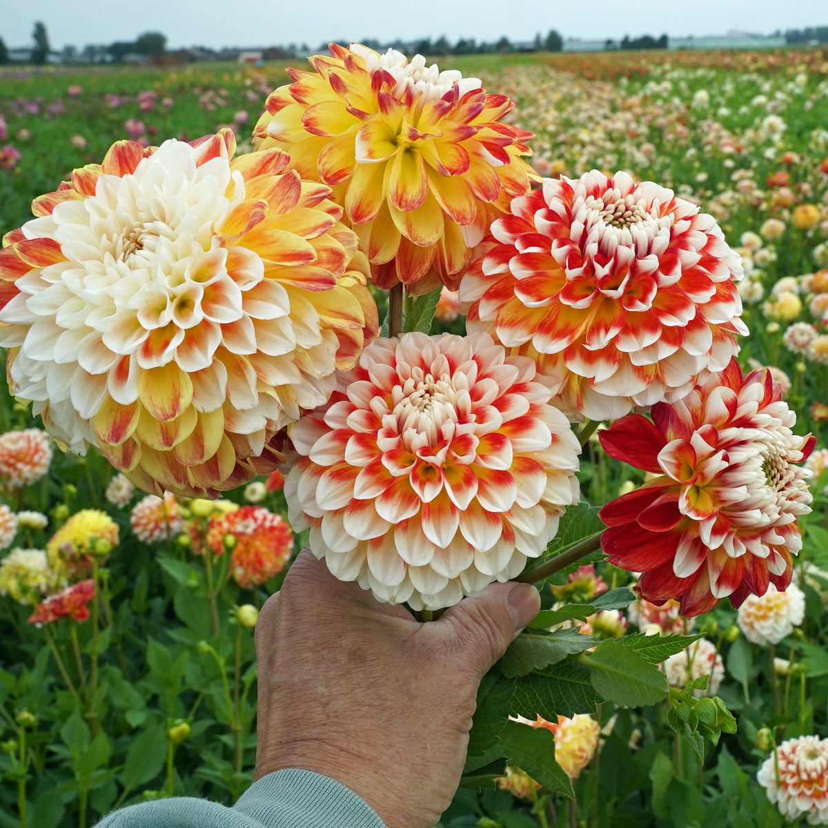 Dahlia Jowey Fantasy - meerkleurige dahlia - Fluwel