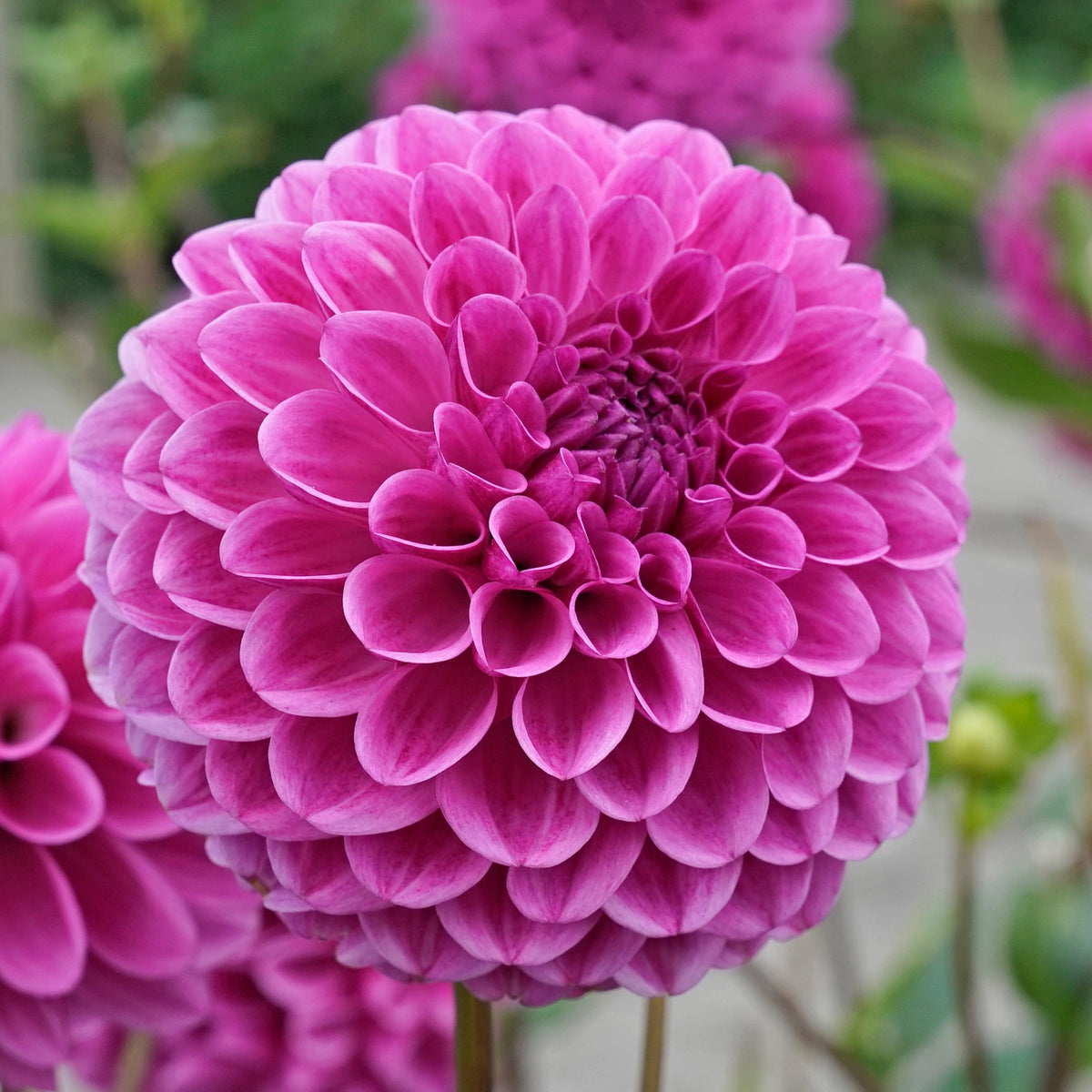 Dahlia Julio - roze dahlia - Fluwel
