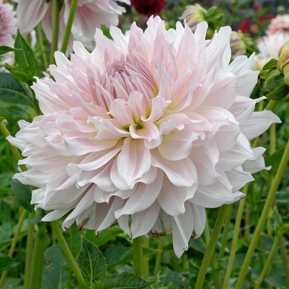 Dahlia Ka's Cloud - witte dahlia - Fluwel