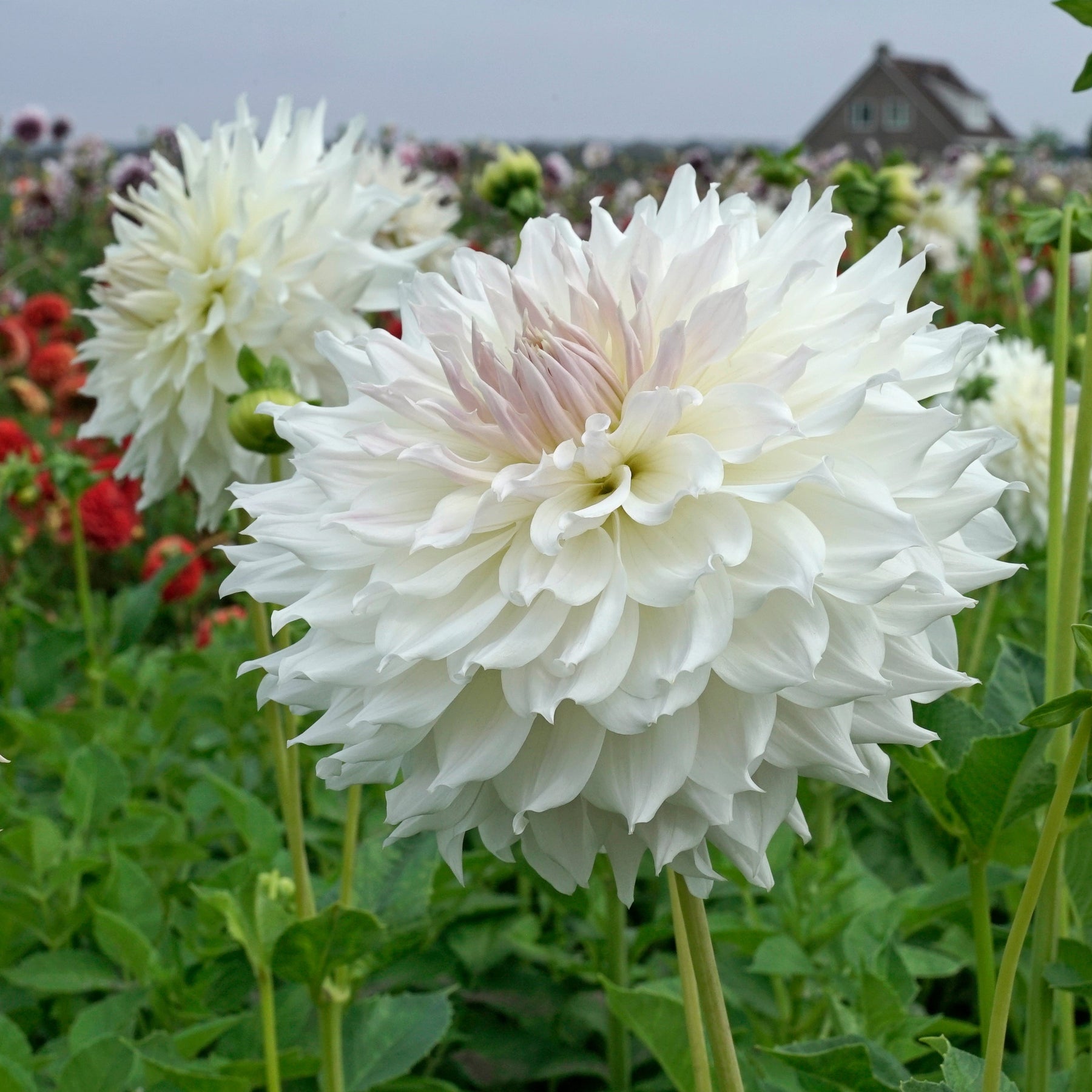 Dahlia Ka's Cloud - Dahlias - Fluwel
