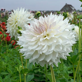Dahlia Ka's Cloud - Dahlias - Fluwel