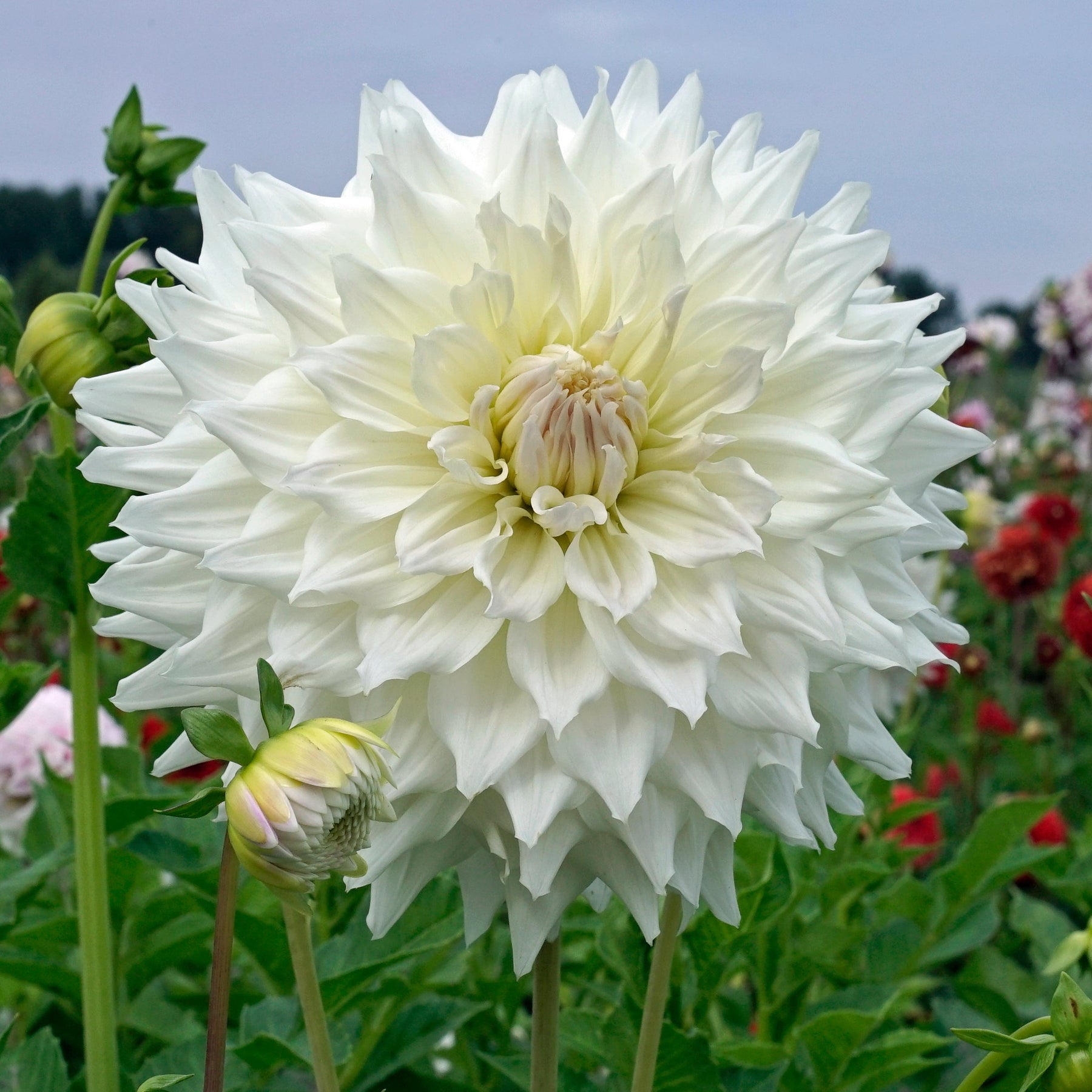 Dahlia Ka's Cloud - Dahlias - Fluwel