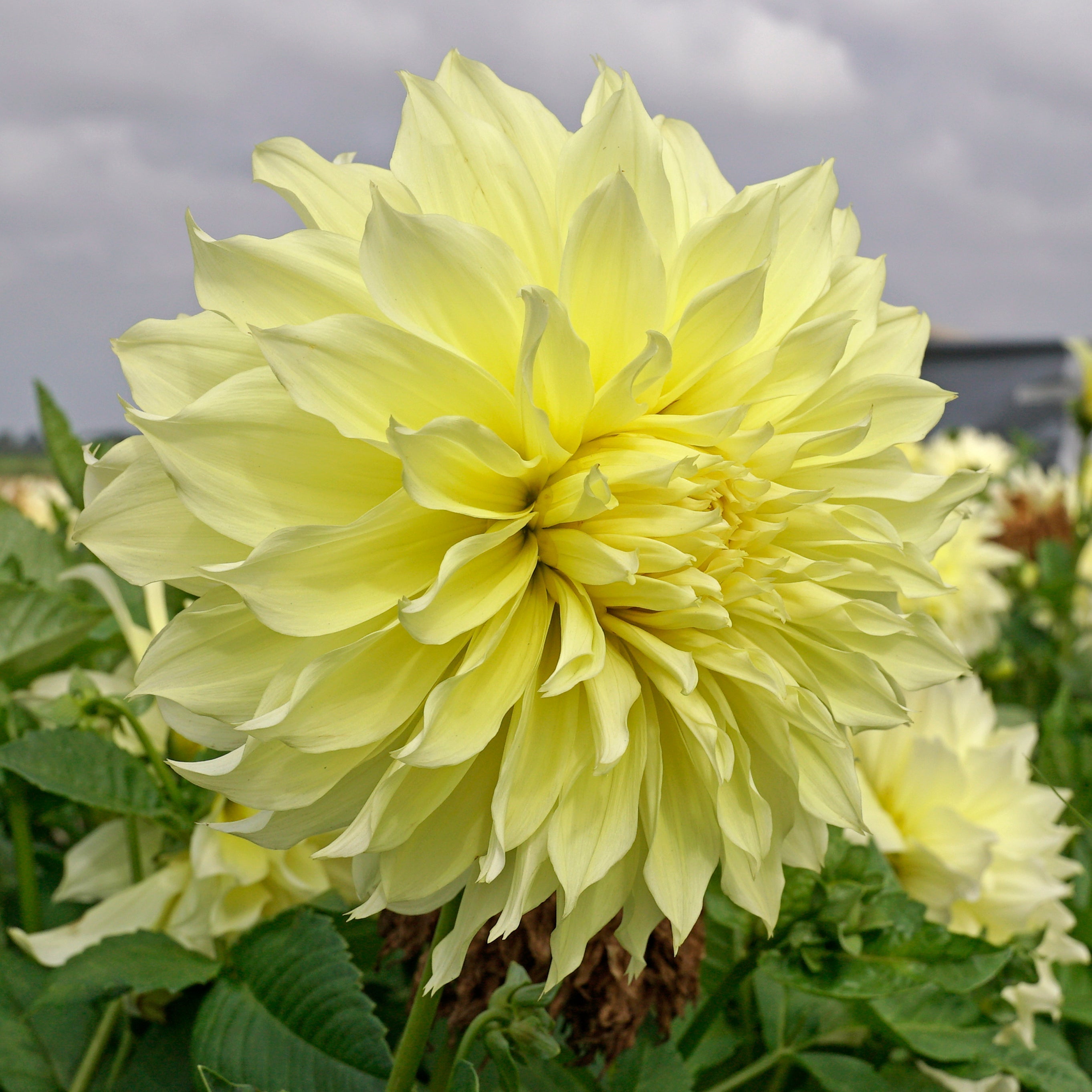 Dahlia Kelvin Floodlight - gele dahlia - Fluwel