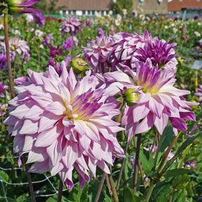 Dahlia Labyrinth Two Tone - Dahlias - Fluwel