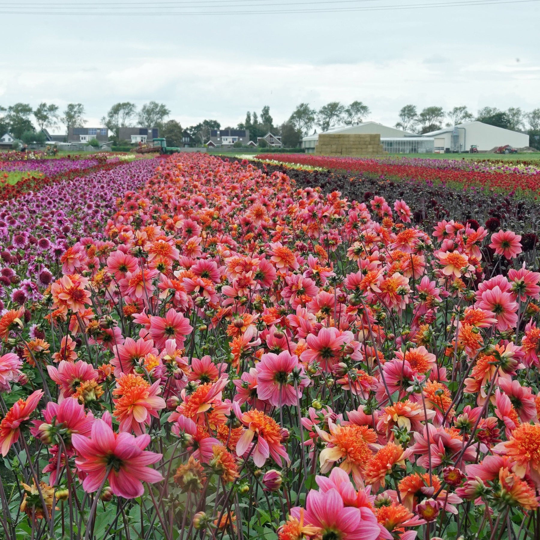 Dahlia Lava Glow - Dahlias - Fluwel