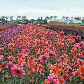Dahlia Lava Glow - Dahlias - Fluwel