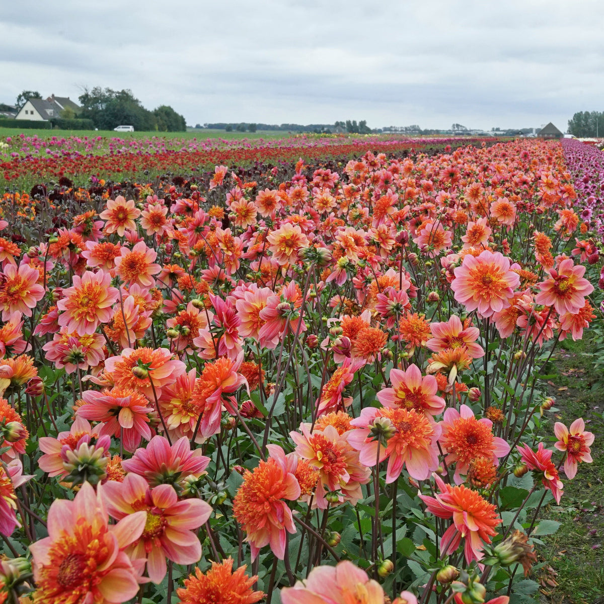 Dahlia Lava Glow - oranje dahlia - Fluwel