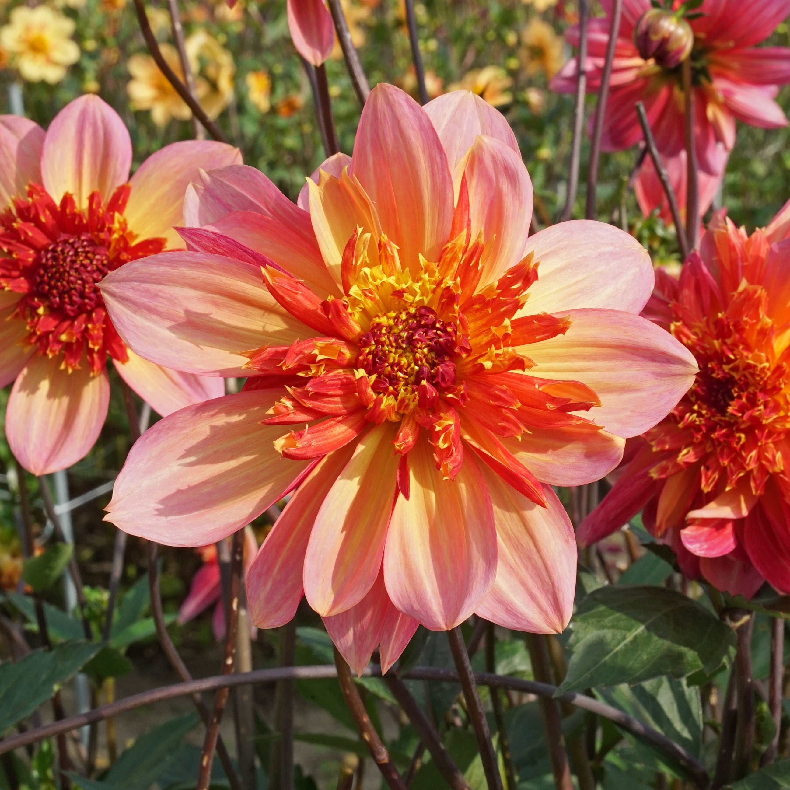 Dahlia Lava Glow - oranje dahlia - Fluwel