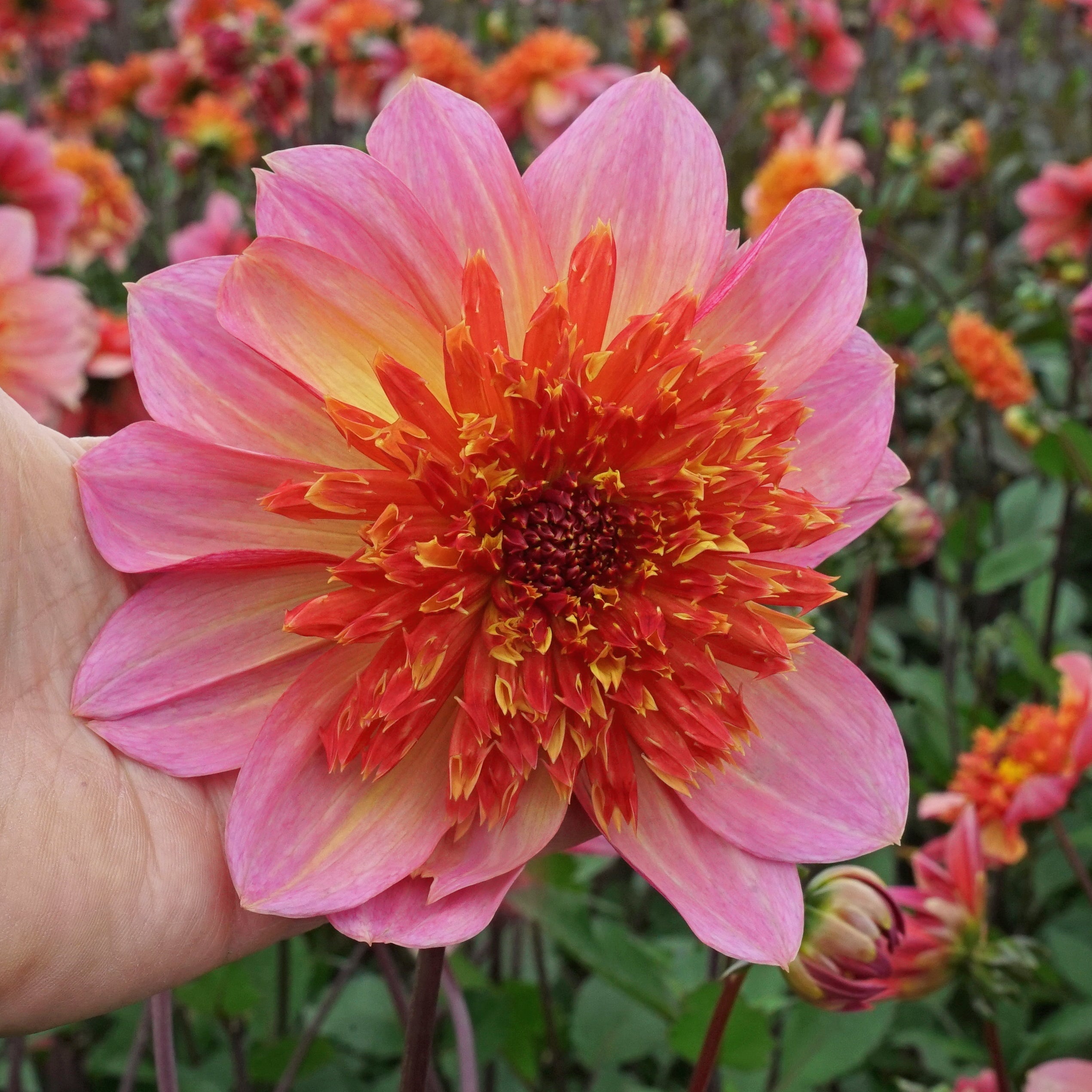 Dahlia Lava Glow - oranje dahlia - Fluwel
