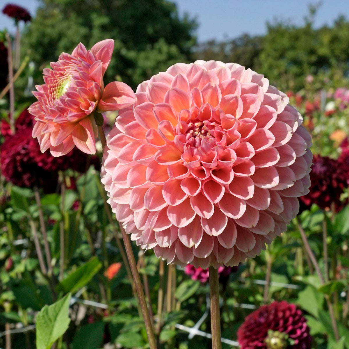 Dahlia Linda's Baby - roze dahlia - Fluwel