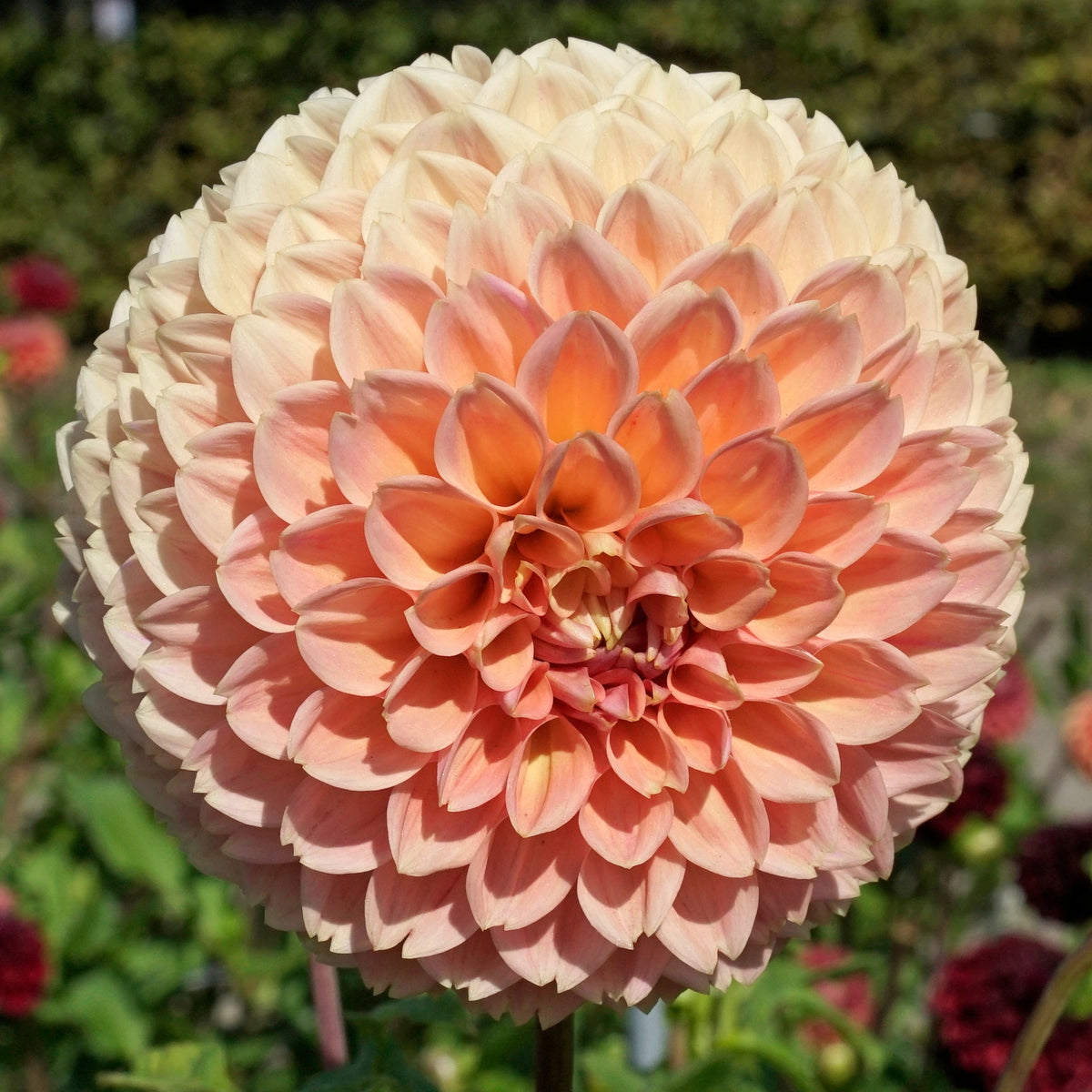 Dahlia Linda's Baby - roze dahlia - Fluwel