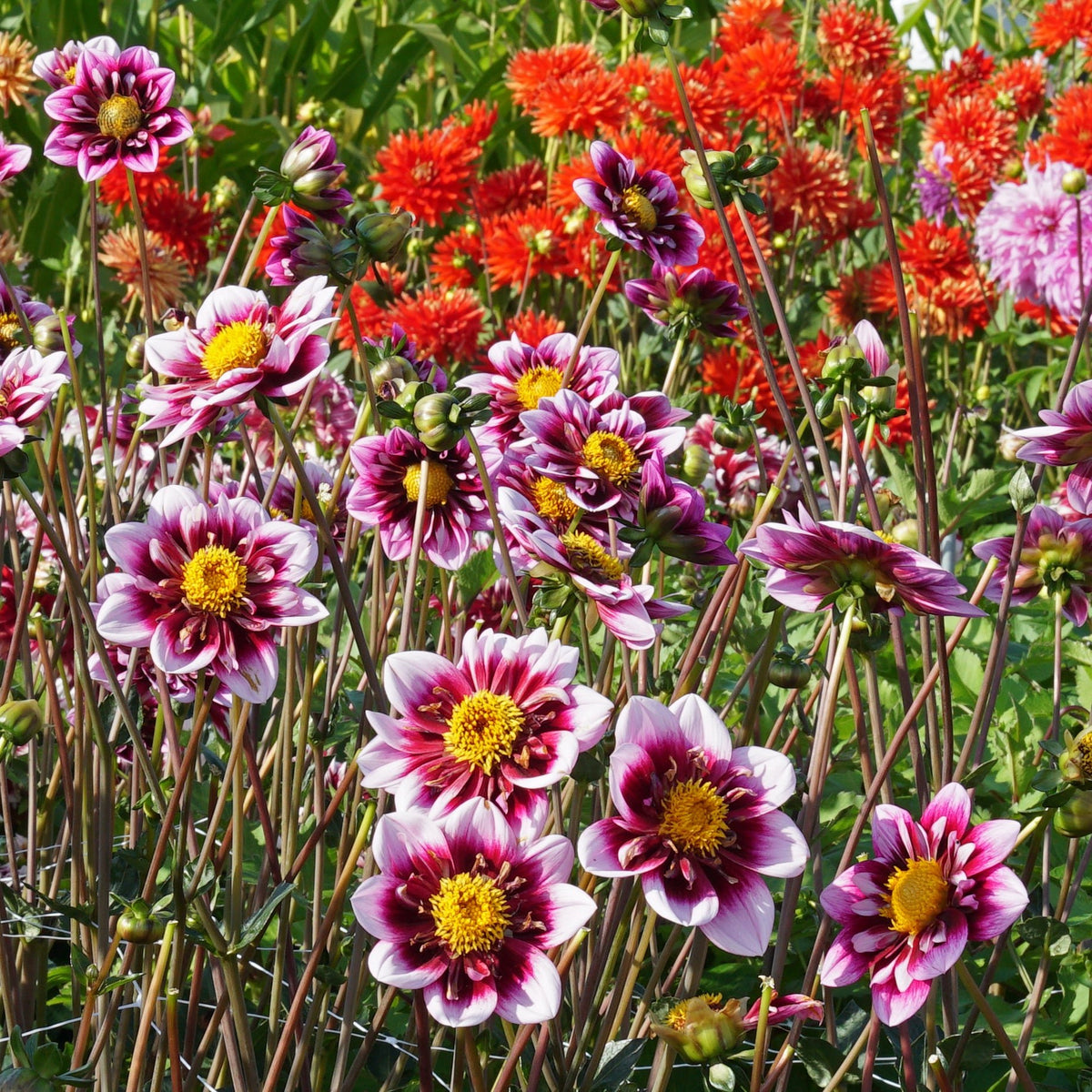 Dahlia Liquid Desire - meerkleurige dahlia - Fluwel