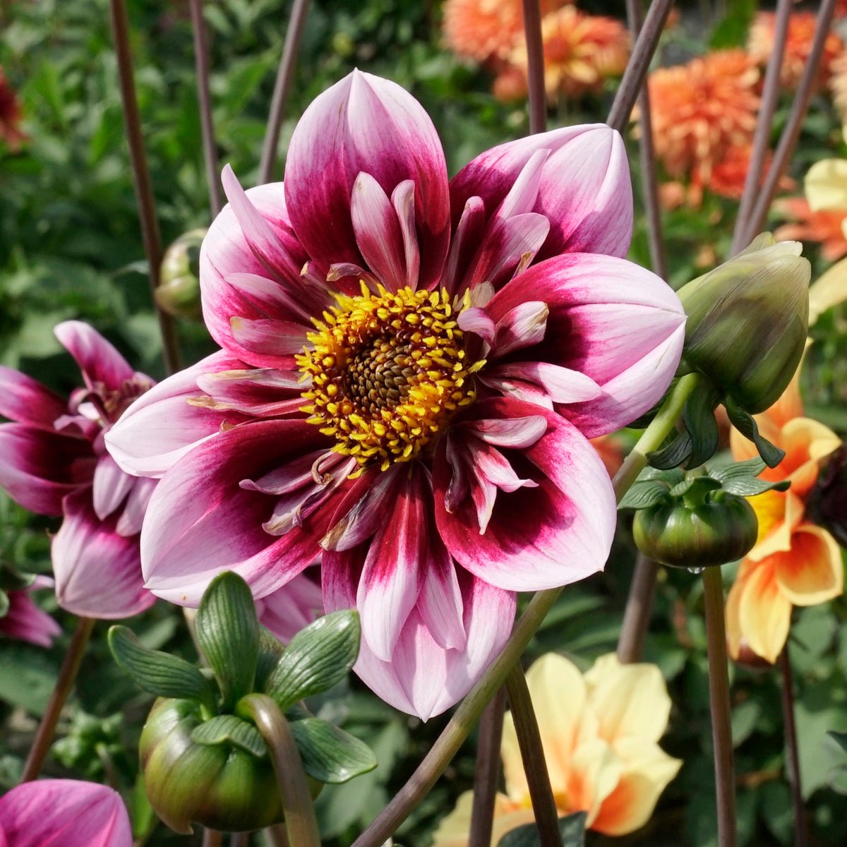 Dahlia Liquid Desire - meerkleurige dahlia - Fluwel