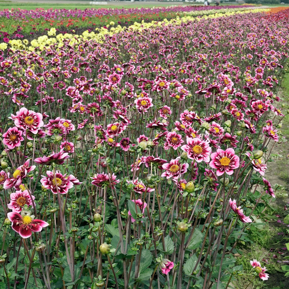 Dahlia Liquid Desire - meerkleurige dahlia - Fluwel
