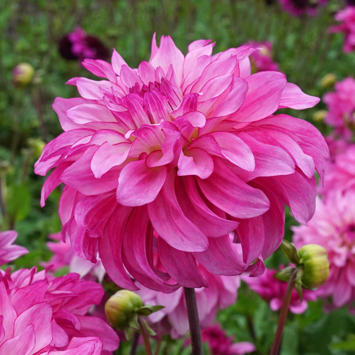 Dahlia Lizz Baaij - Dahlias - Fluwel