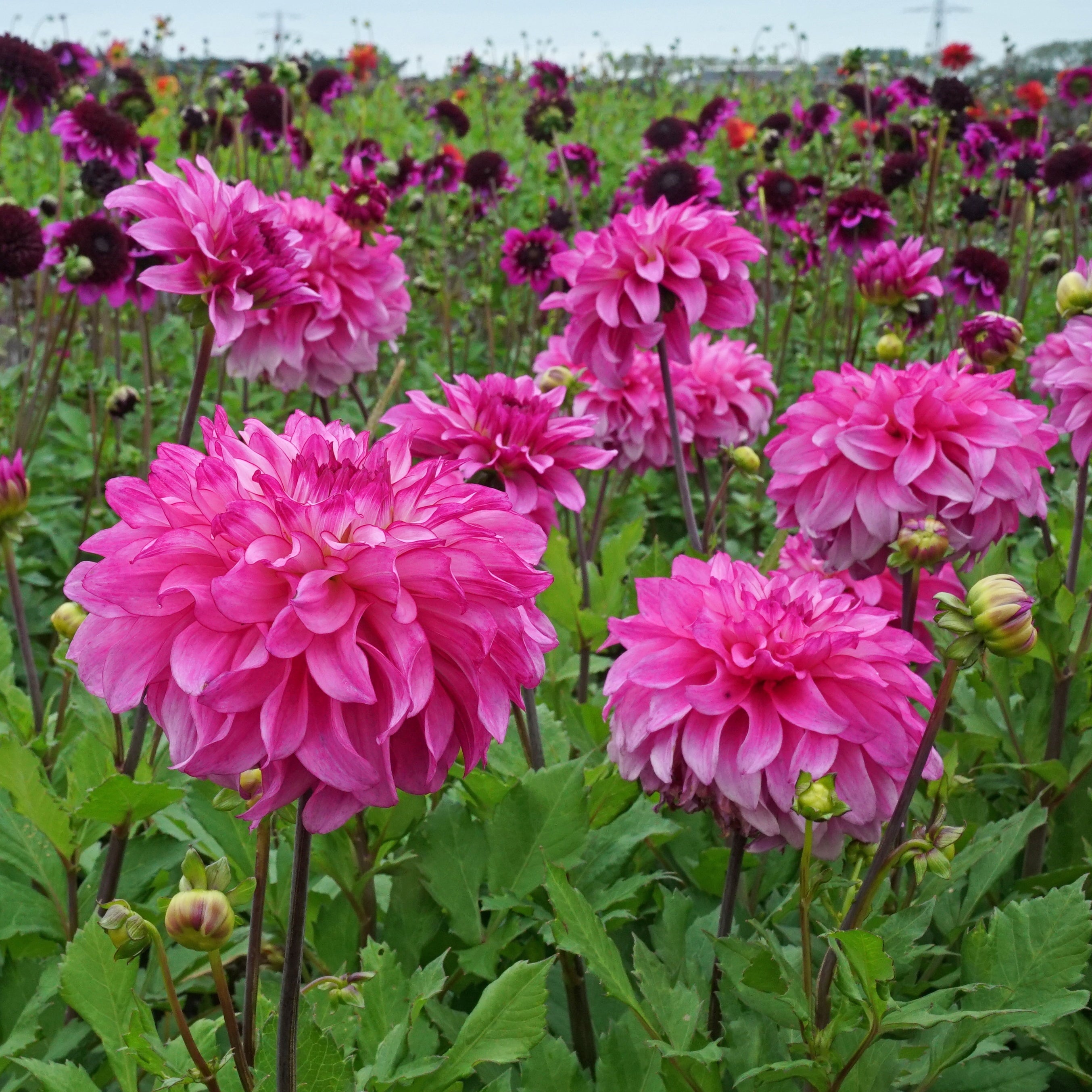 Dahlia Lizz Baaij - roze dahlia - Fluwel