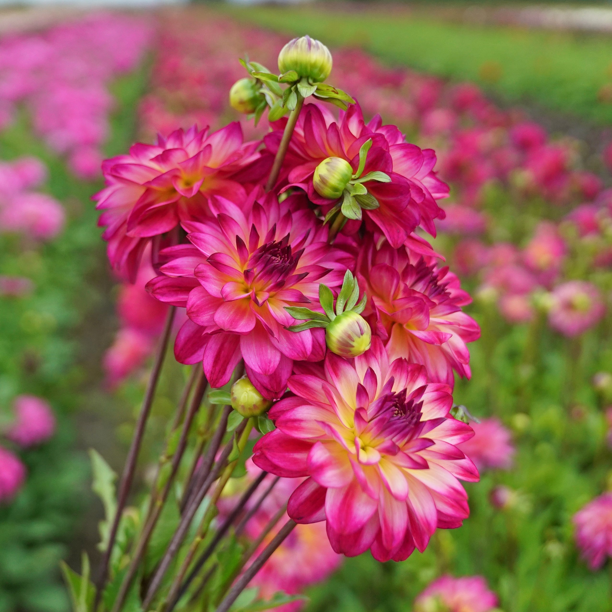 Dahlia Loe's - meerkleurige dahlia - Fluwel
