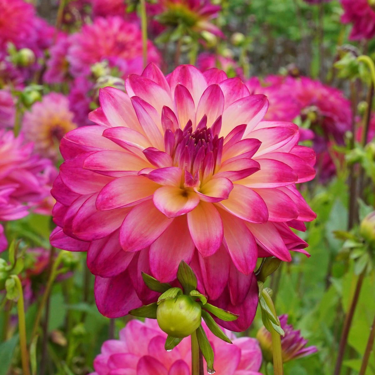 Dahlia Loe's - meerkleurige dahlia - Fluwel
