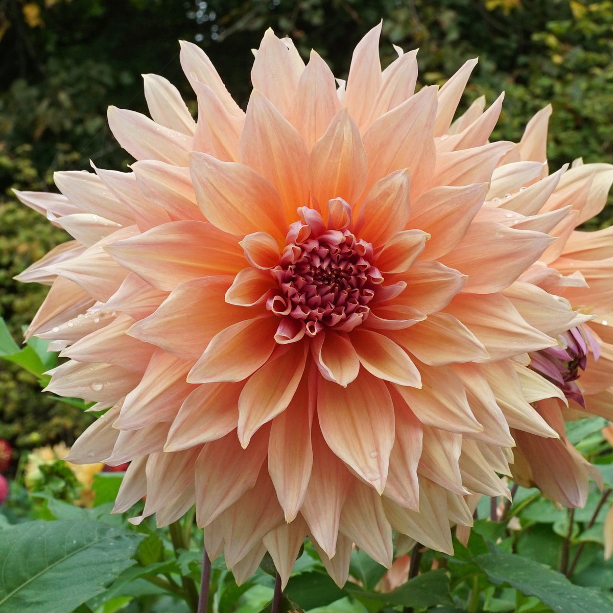 Dahlia Mango Madness - oranje dahlia - Fluwel