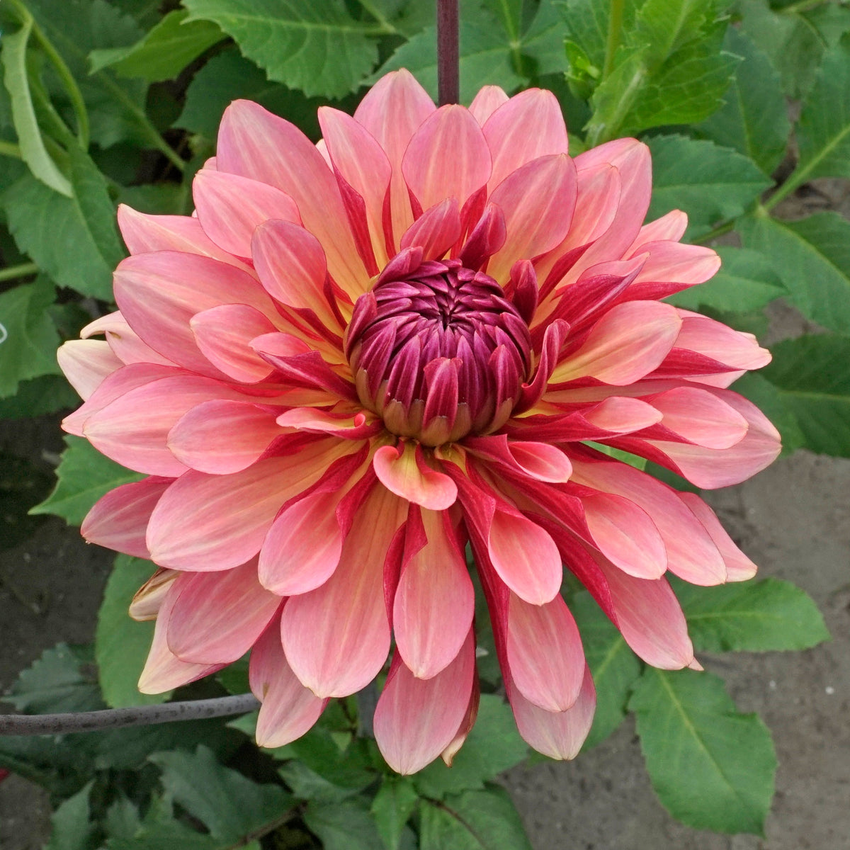 Dahlia Misses Dutch - rode dahlia - Fluwel