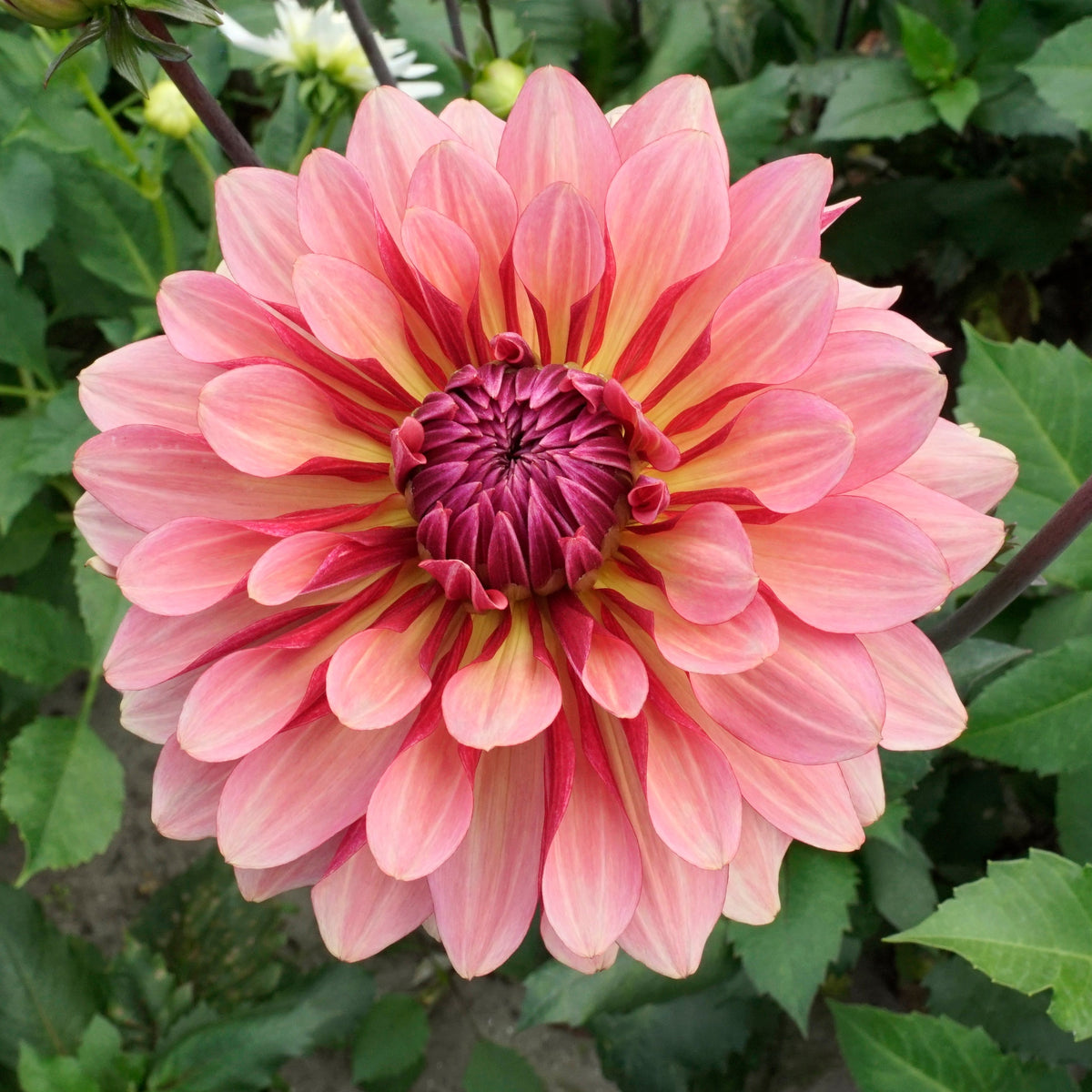 Dahlia Misses Dutch - rode dahlia - Fluwel