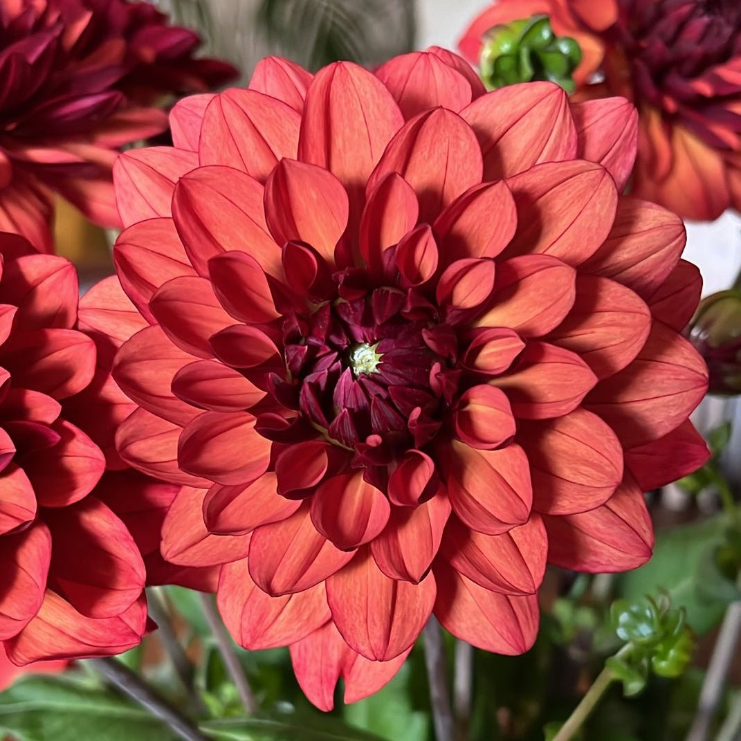 Dahlia Missis Miley - meerkleurige dahlia - Fluwel