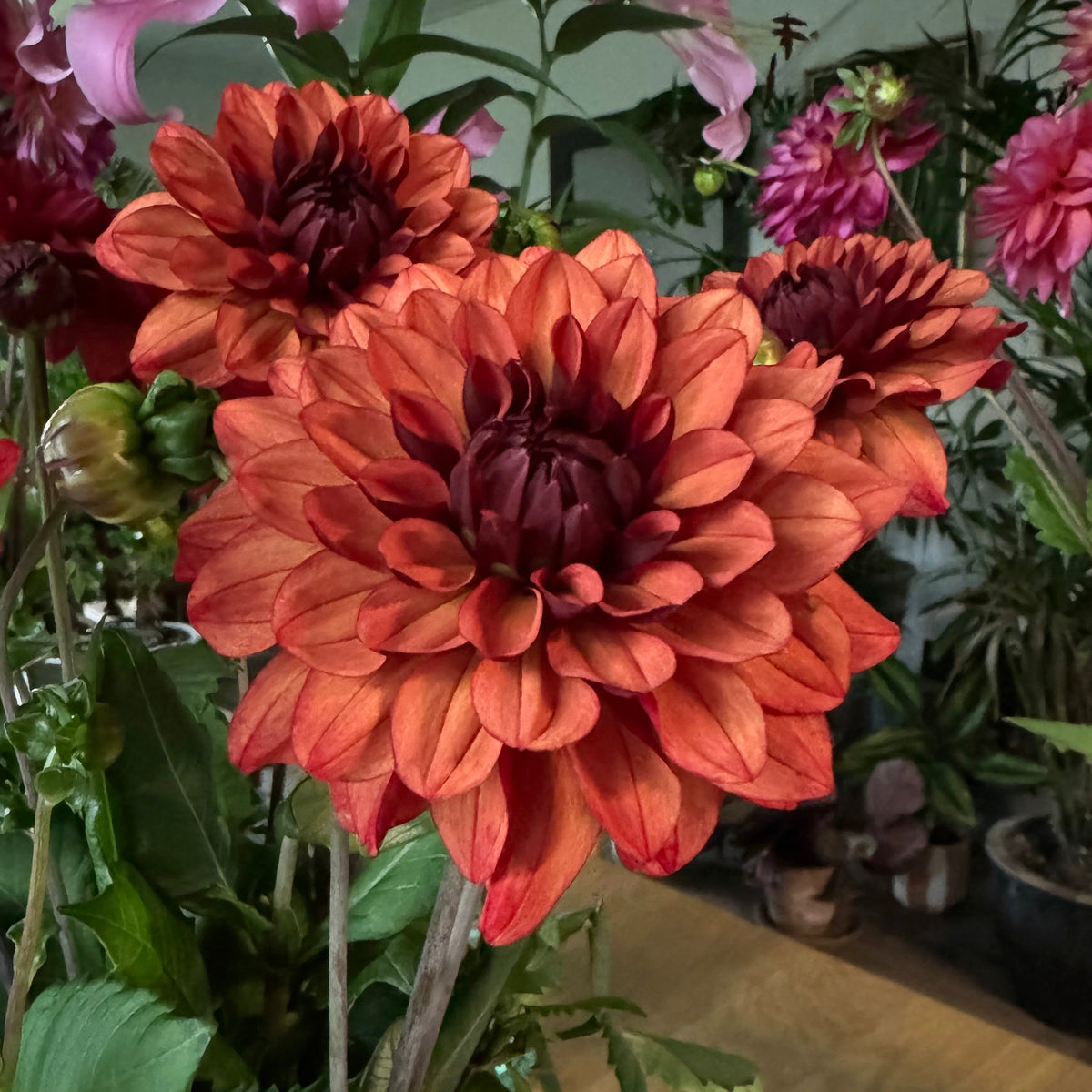 Dahlia Missis Miley - meerkleurige dahlia - Fluwel