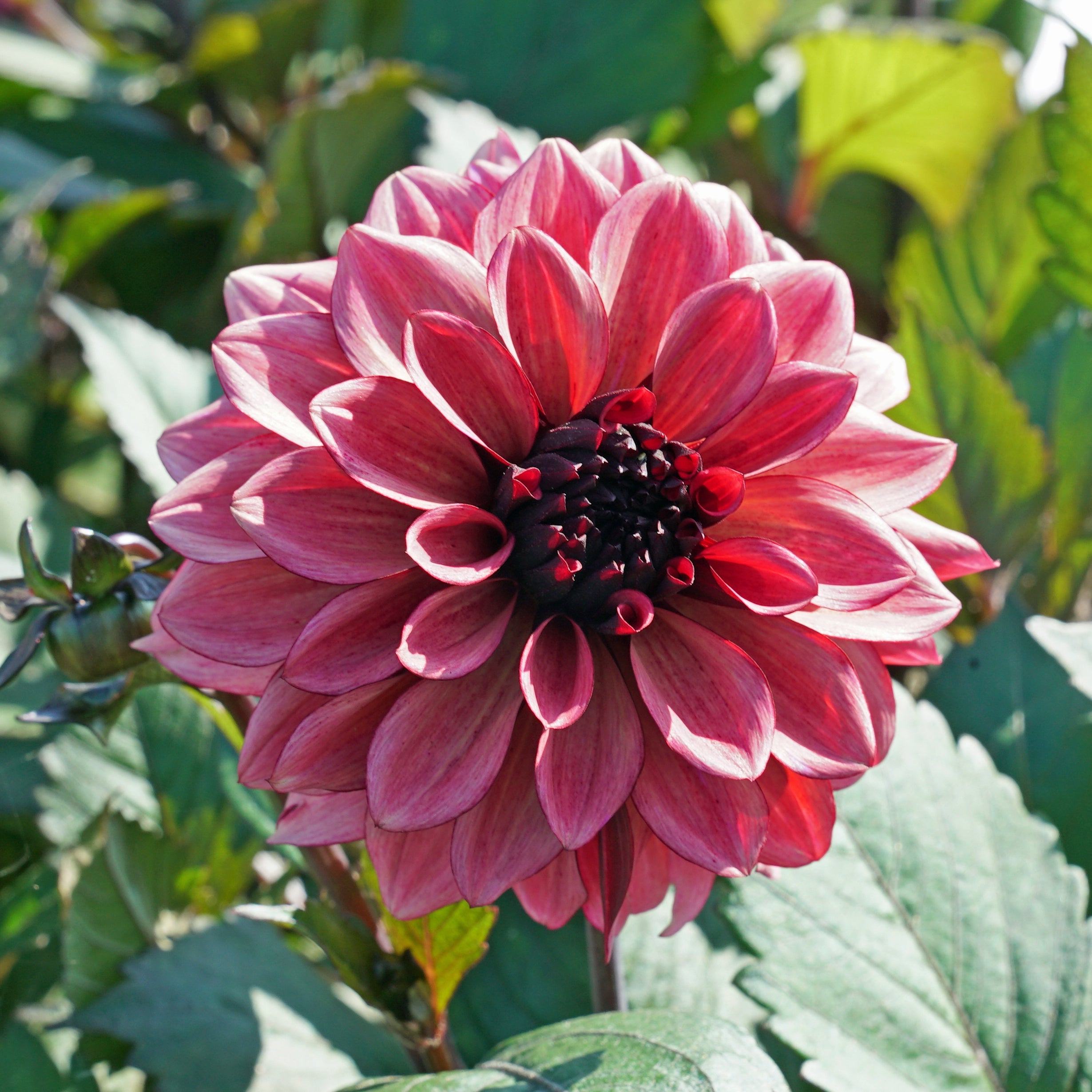 Dahlia Night Silence - roze dahlia - Fluwel