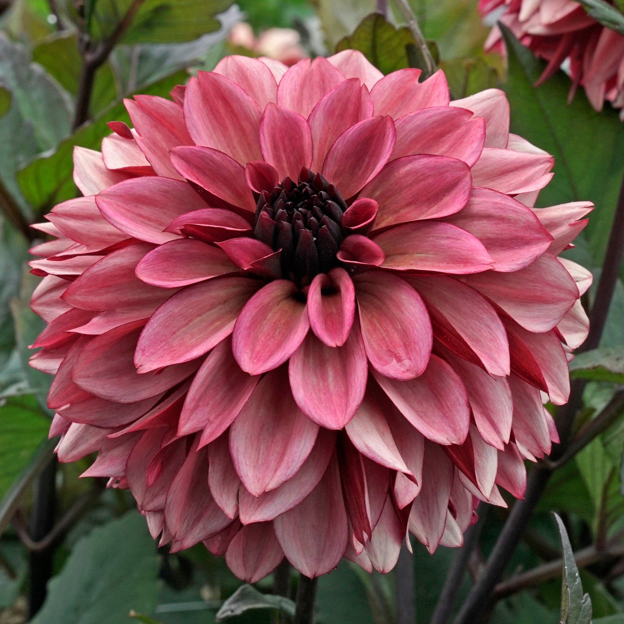 Dahlia Night Silence - roze dahlia - Fluwel