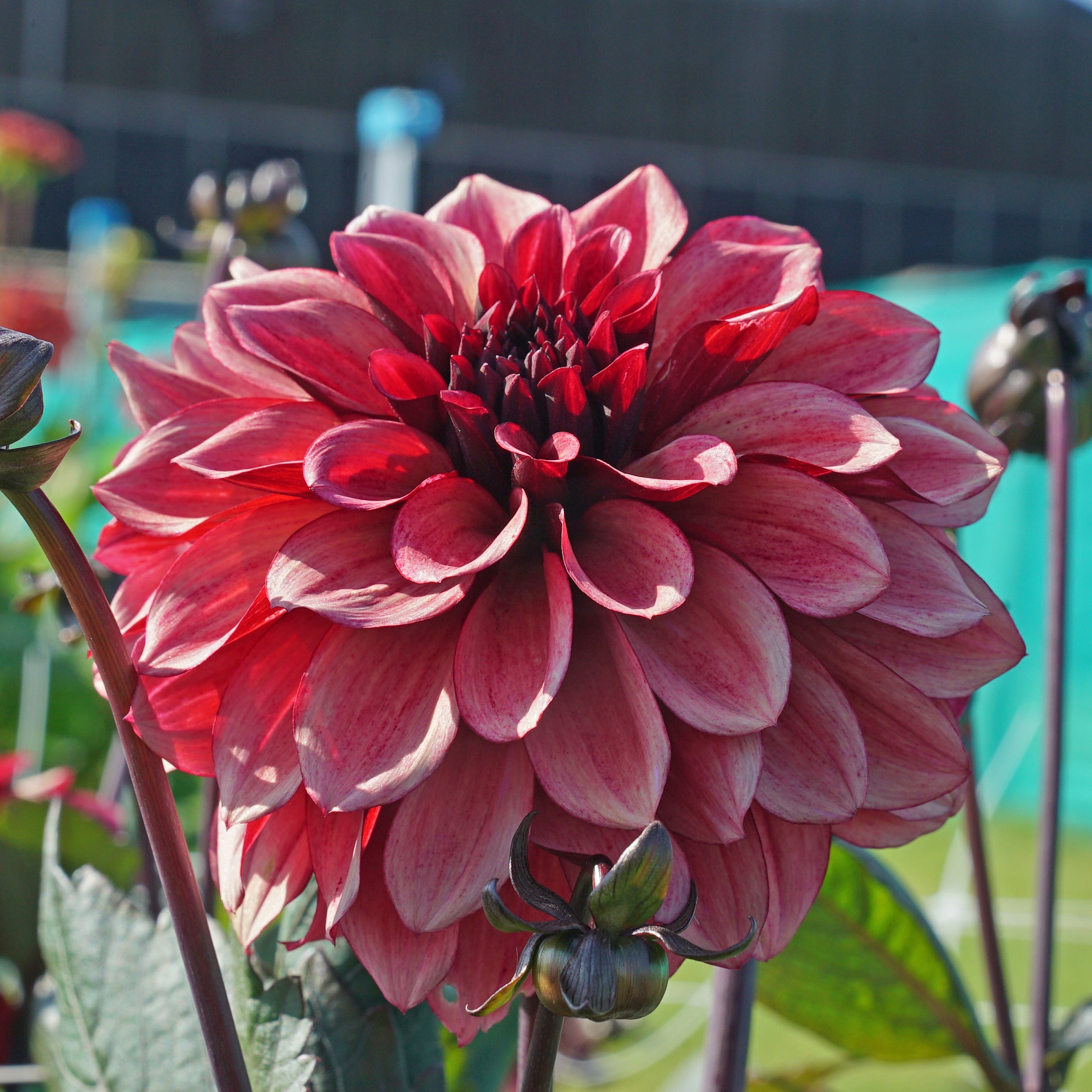 Dahlia Night Silence - roze dahlia - Fluwel