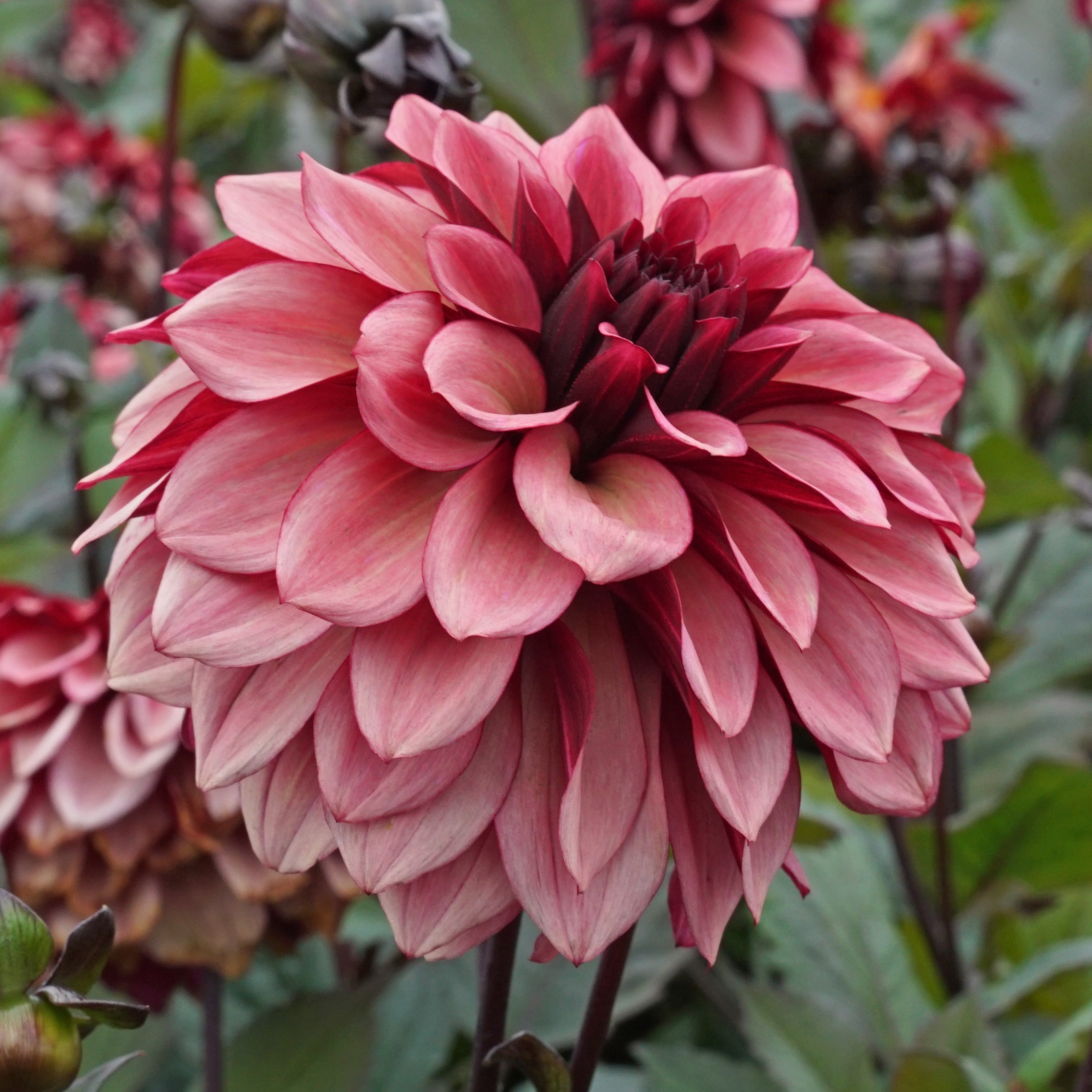 Dahlia Night Silence - roze dahlia - Fluwel