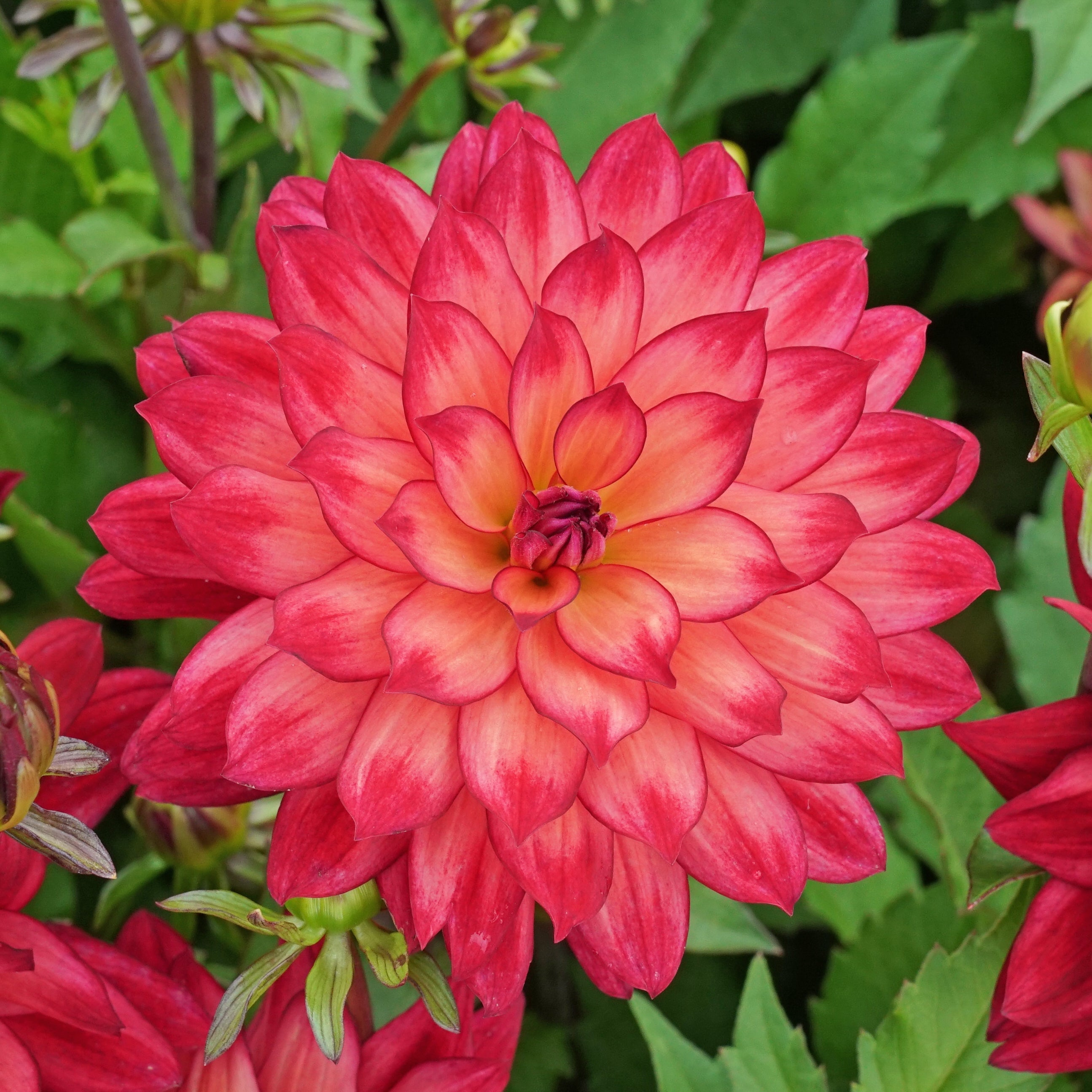 Dahlia Ocean of Love - roze dahlia - Fluwel