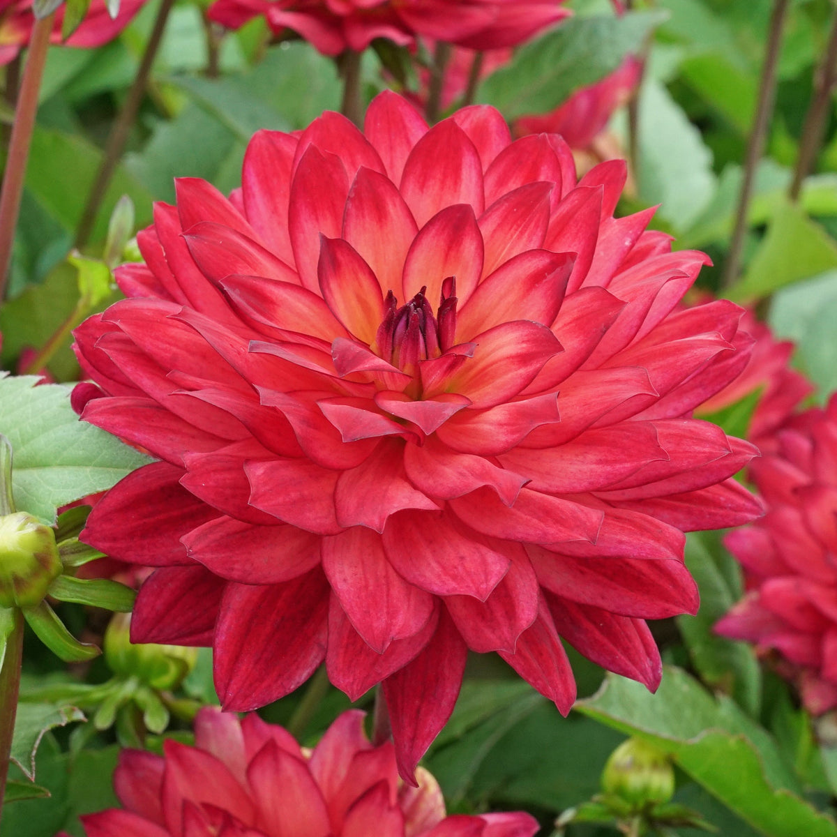 Dahlia Ocean of Love - roze dahlia - Fluwel