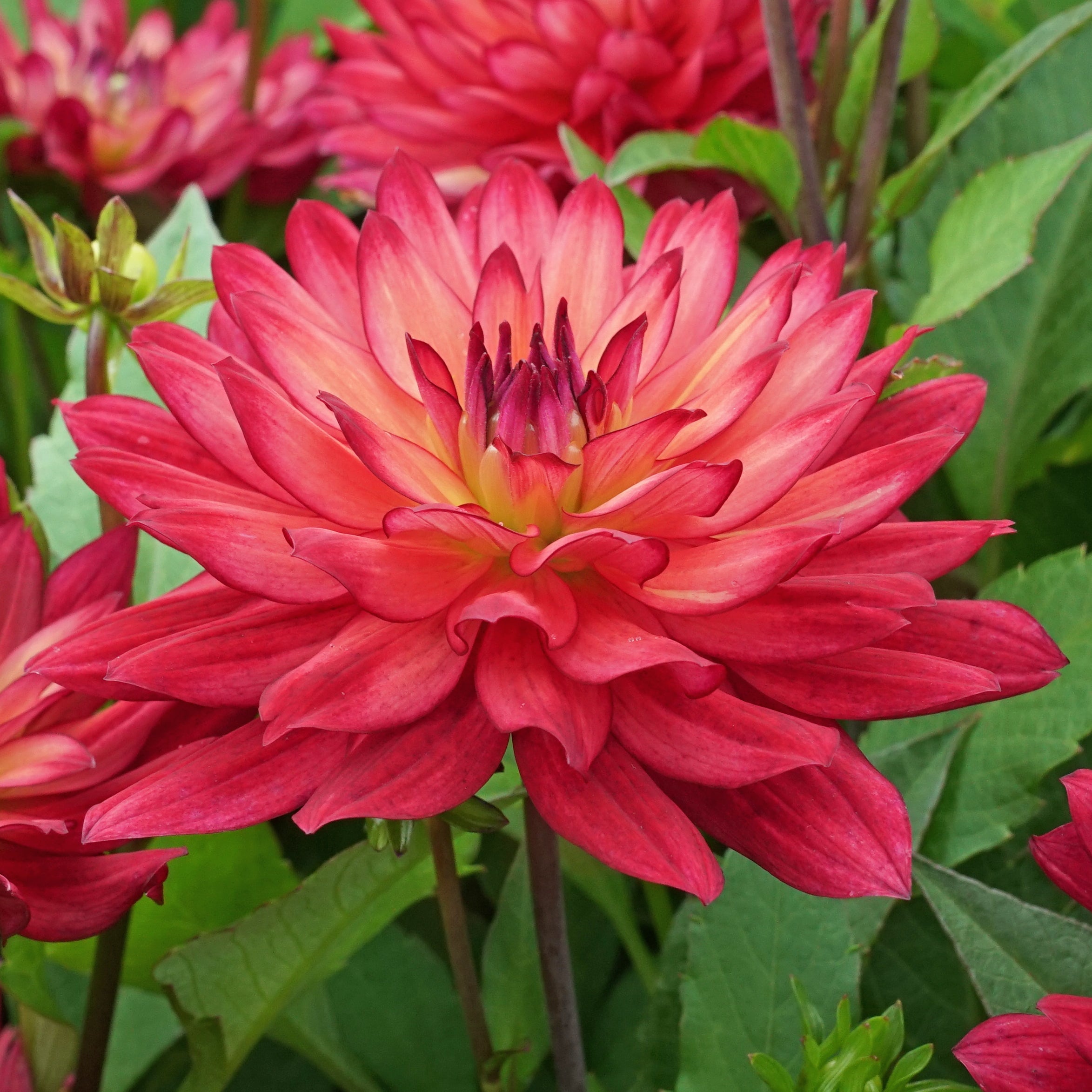 Dahlia Ocean of Love - roze dahlia - Fluwel