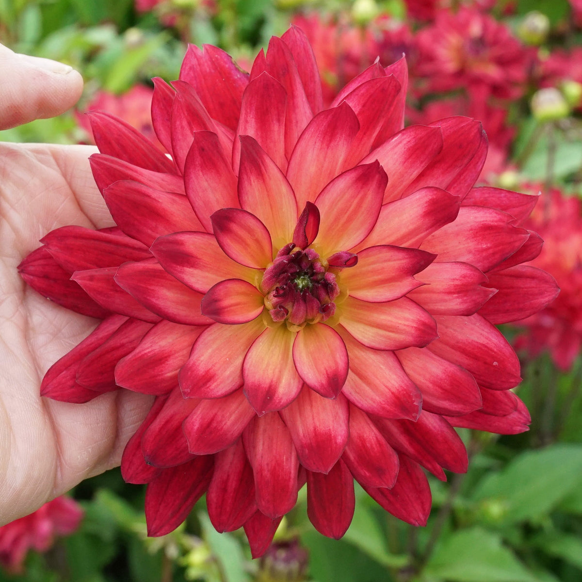 Dahlia Ocean of Love - roze dahlia - Fluwel