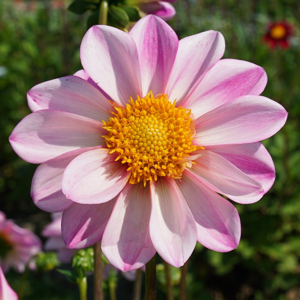 Dahlia Pink Emperor - roze dahlia - Fluwel