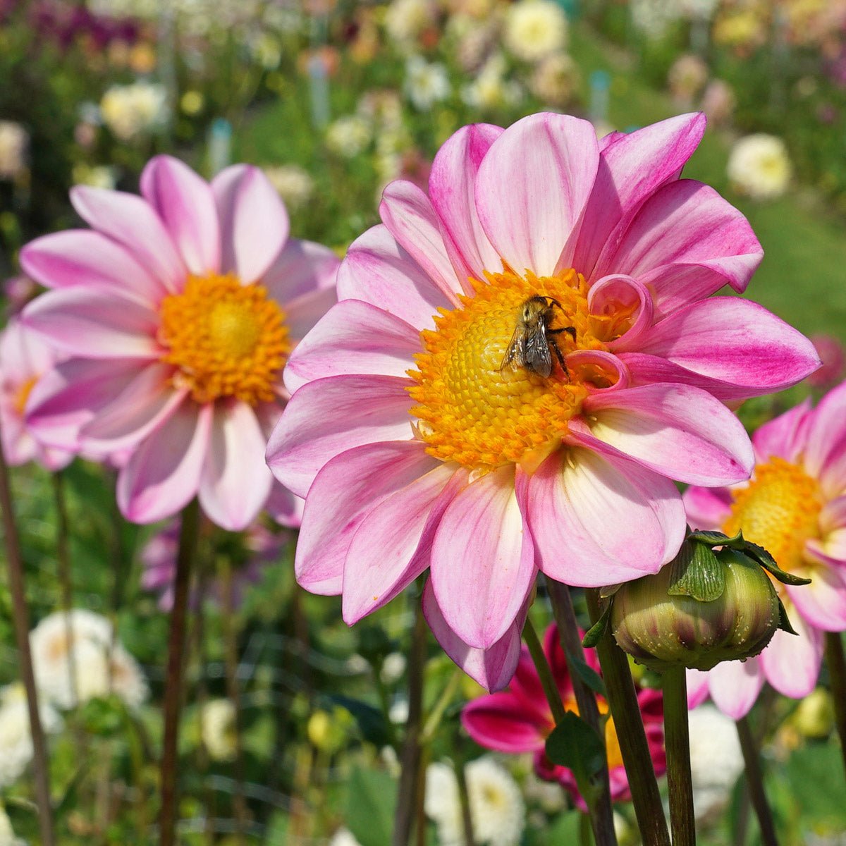 Dahlia Pink Emperor - Dahlias - Fluwel