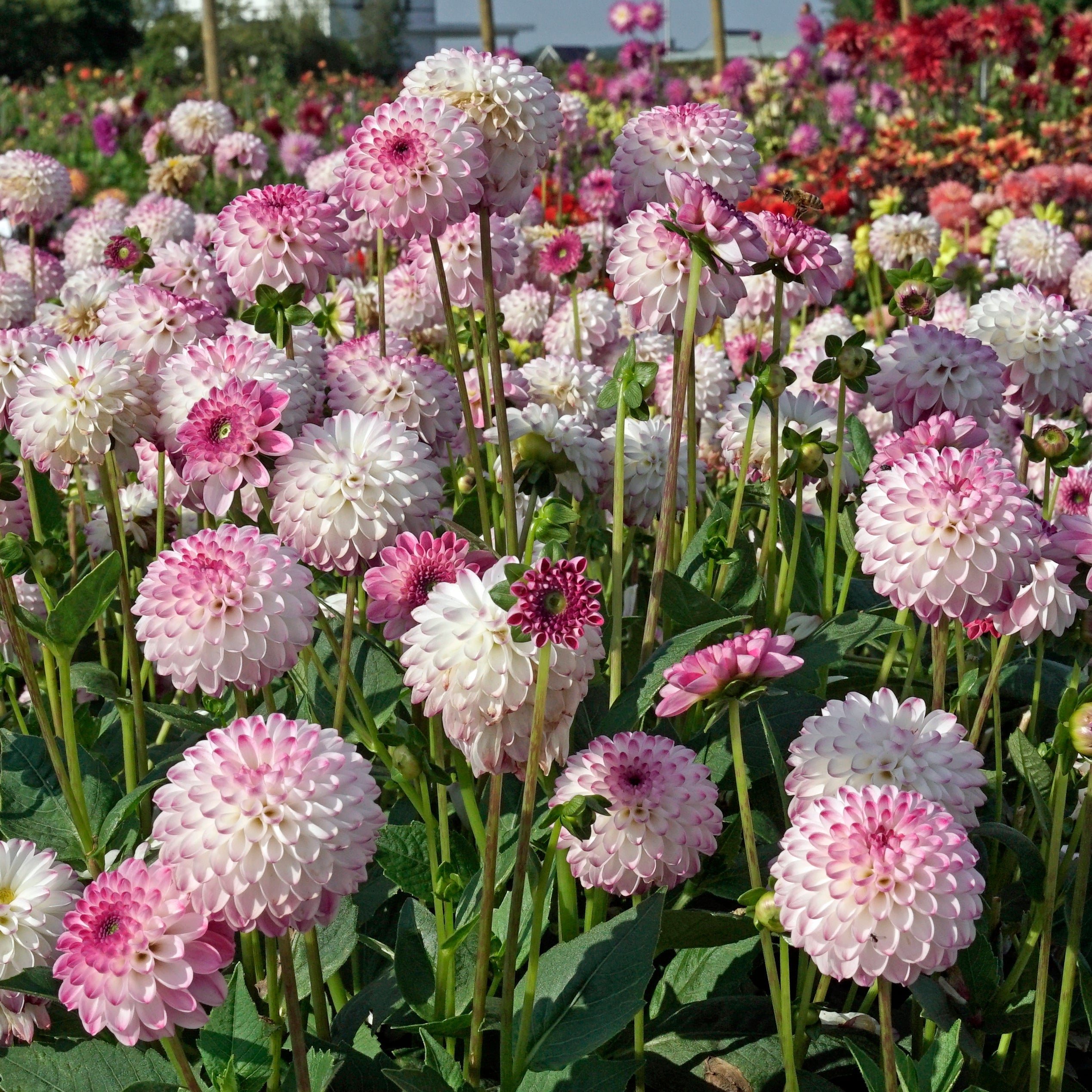 Dahlia Pink Isa - roze dahlia - Fluwel