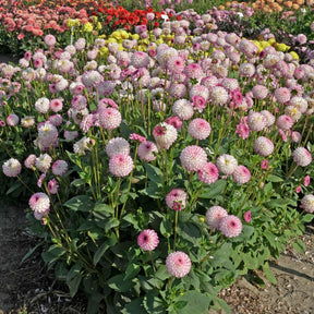 Dahlia Pink Isa - Dahlias - Fluwel