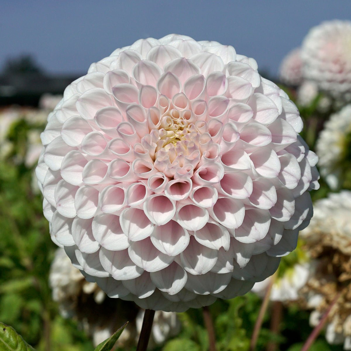 Dahlia Pink Pearl - roze dahlia - Fluwel