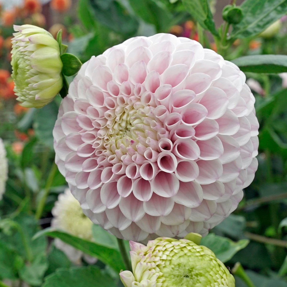 Dahlia Pink Pearl - roze dahlia - Fluwel