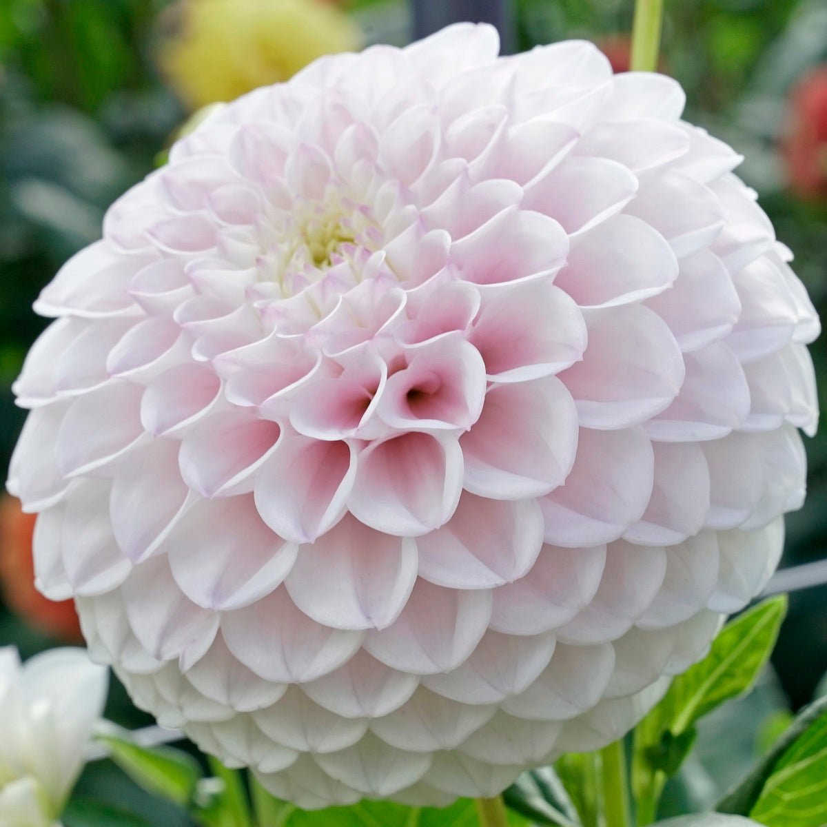 Dahlia Pink Pearl - roze dahlia - Fluwel
