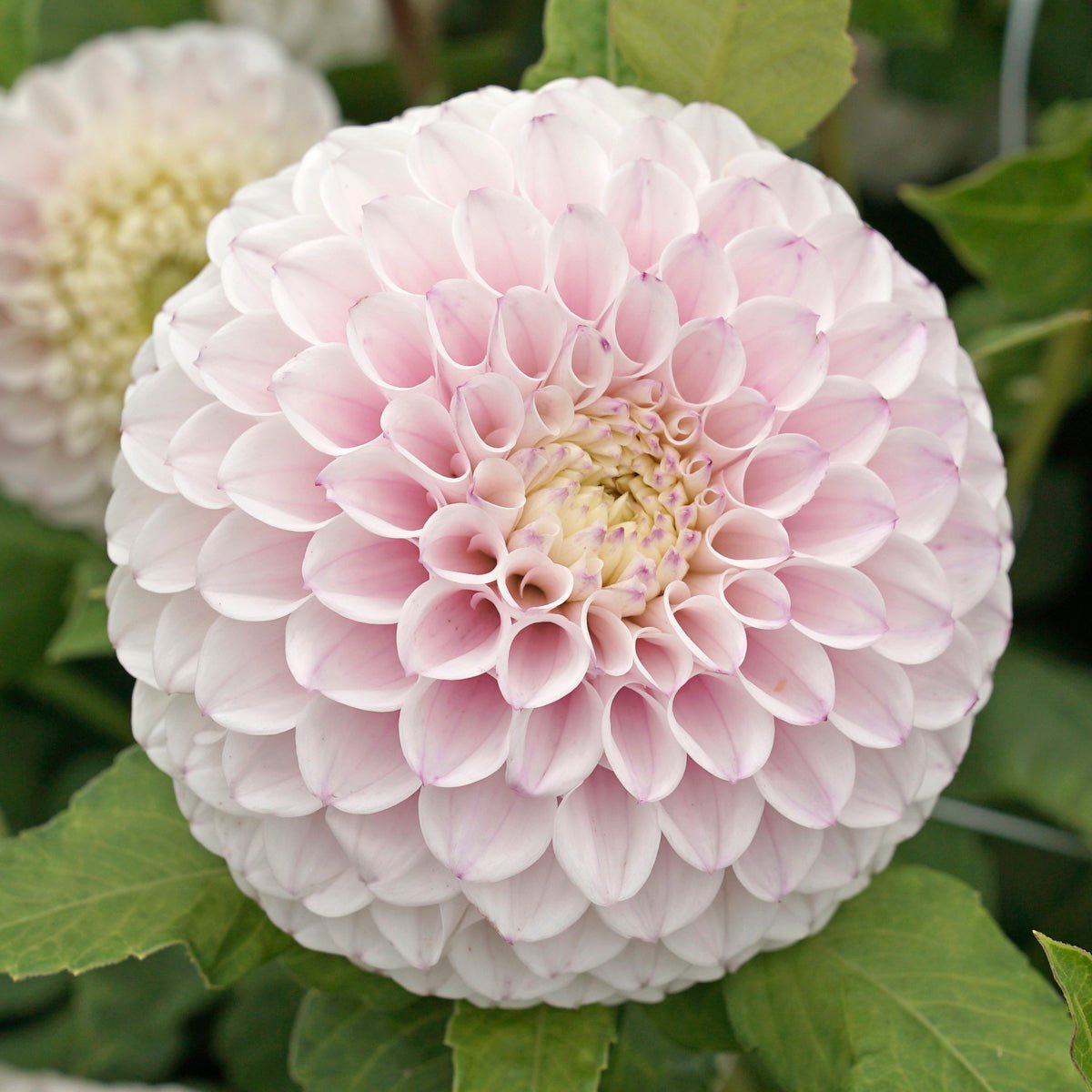 Dahlia Pink Pearl - roze dahlia - Fluwel