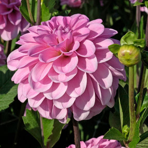Dahlia Pink Pop - Dahlias - Fluwel