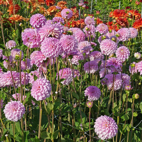 Dahlia Pink Pop - Dahlias - Fluwel